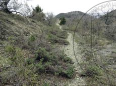 Astracantha-arnacanthoides_популяция